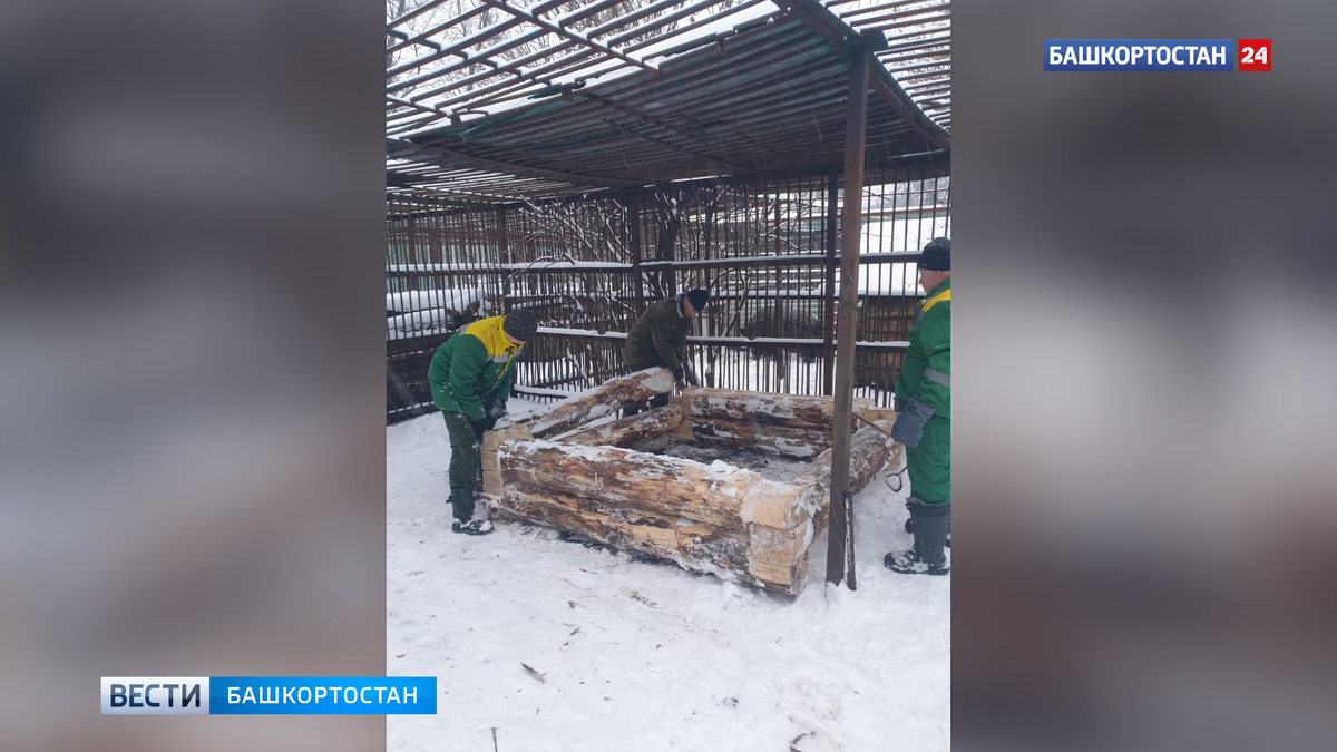    В Уфе мишкам в вольерном хозяйстве в парке Лесоводов начали строить новые берлоги