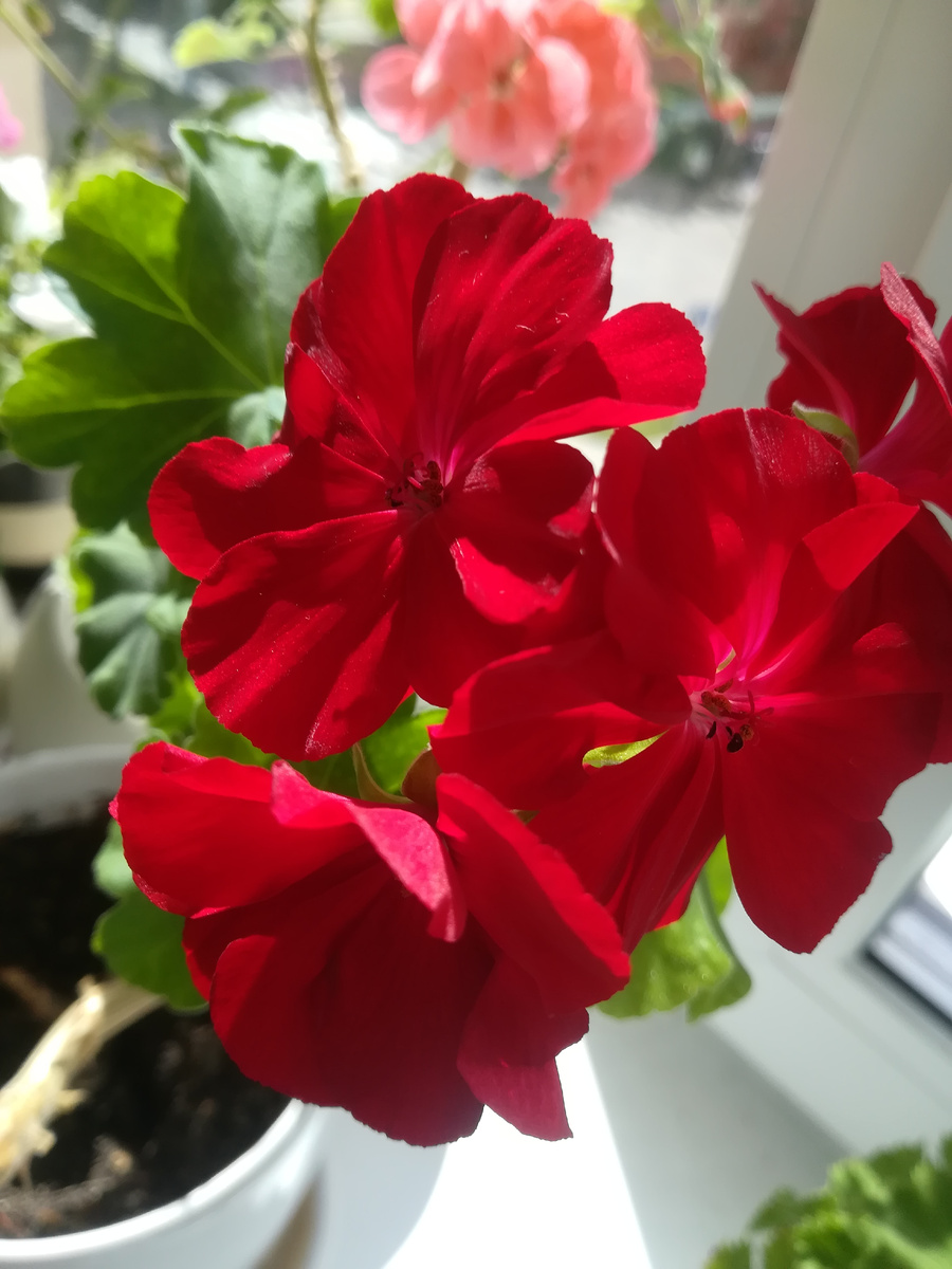 Пеларгония