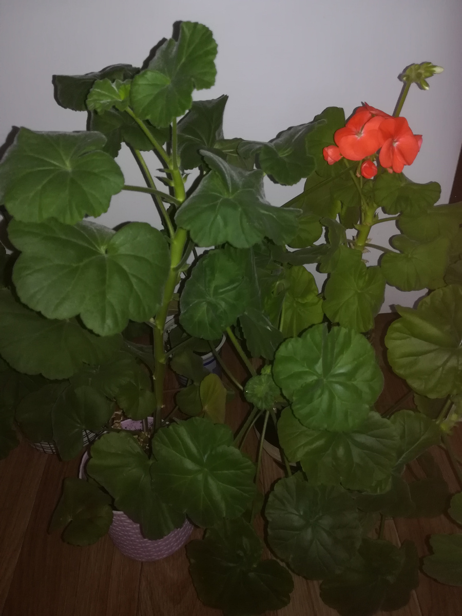 Обрезка для пеларгонии - процедура обязательная