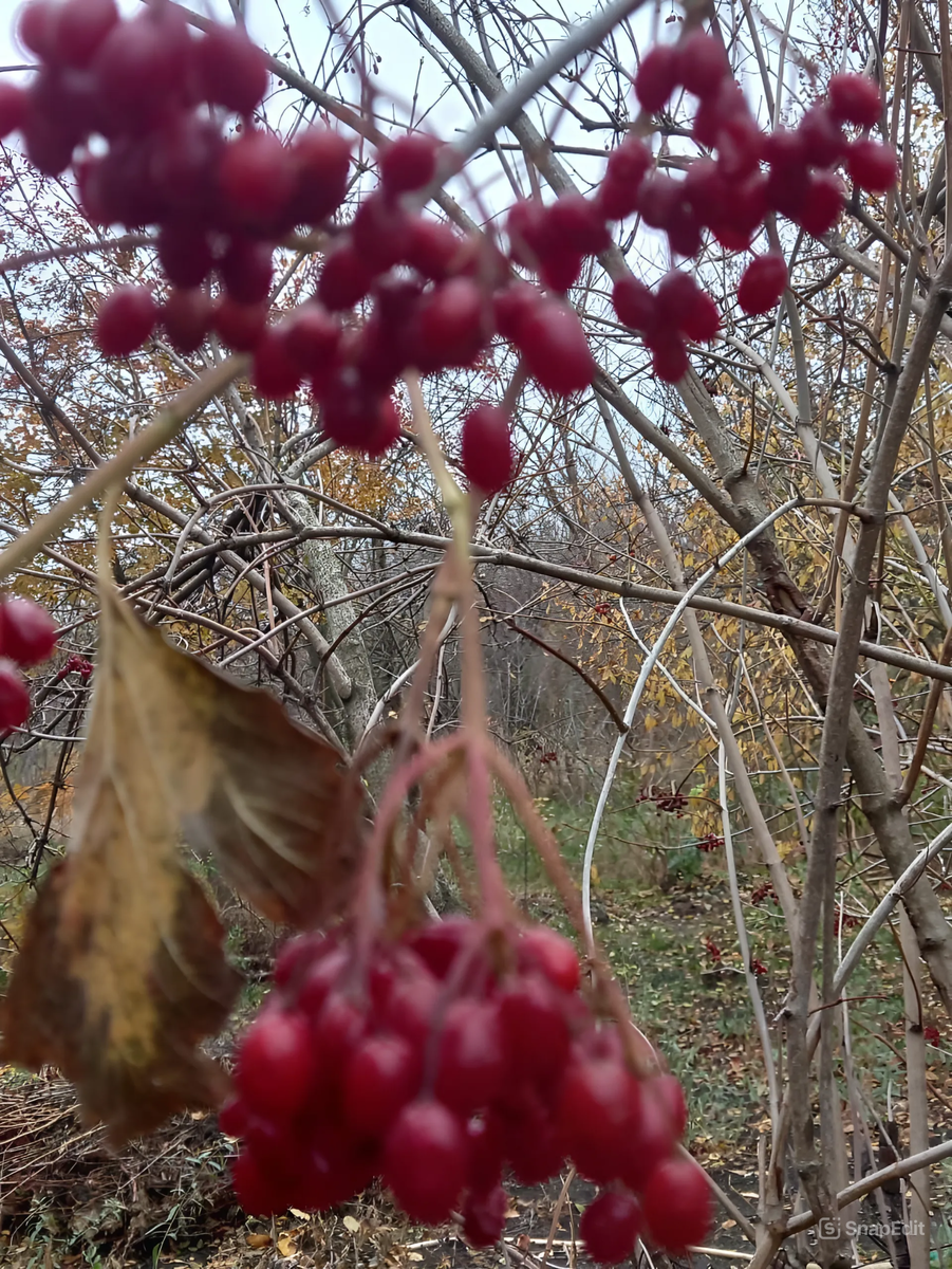 Калина в саду