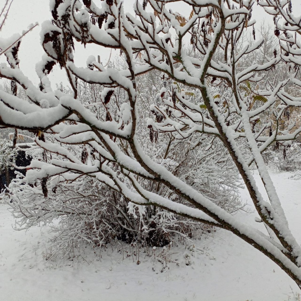 Такая вот красота недавно была у нас в деревне 