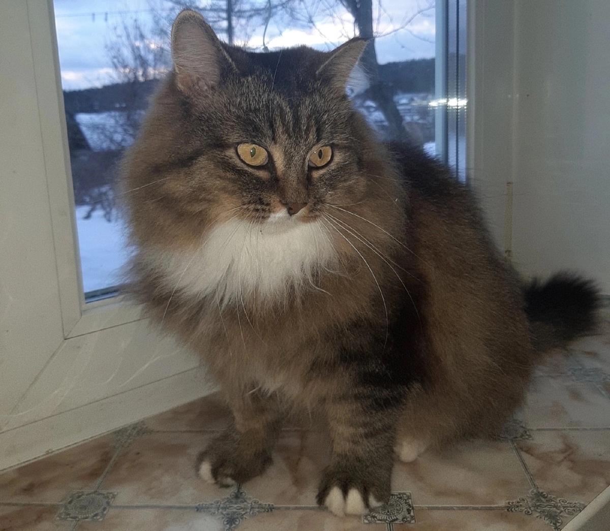 Настоящий выставочный экземпляр сибирского кота