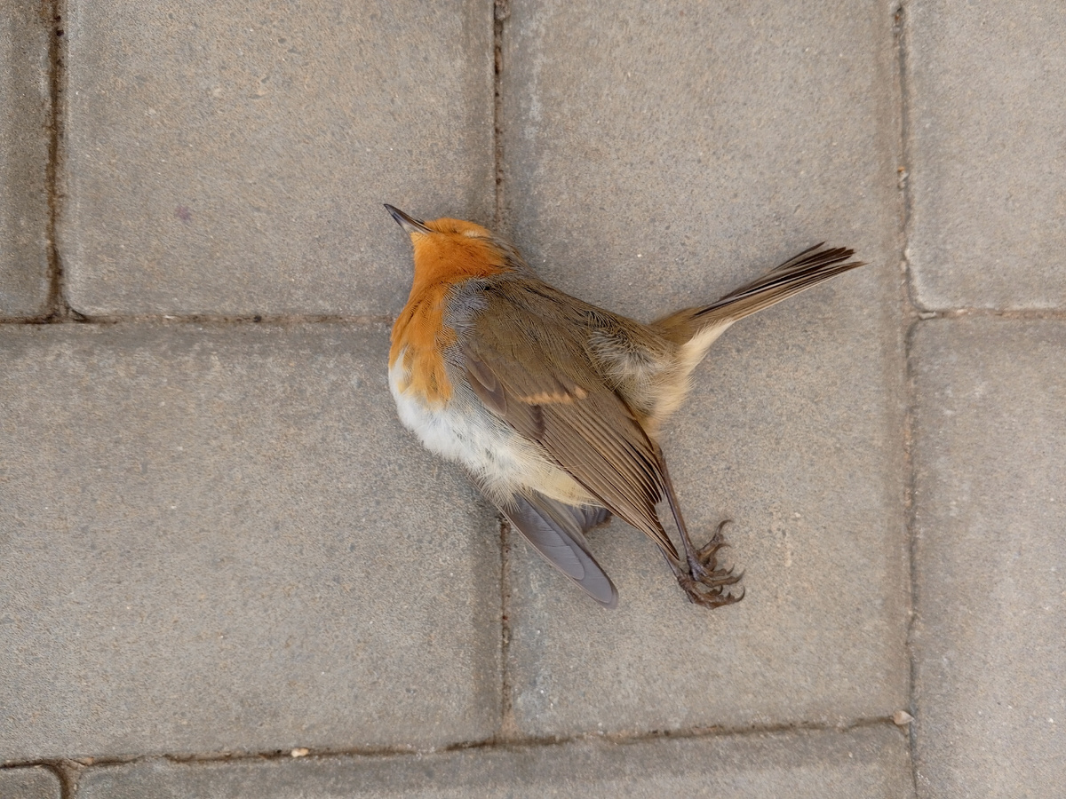 Может кто-нибудь знает что это за птаха?