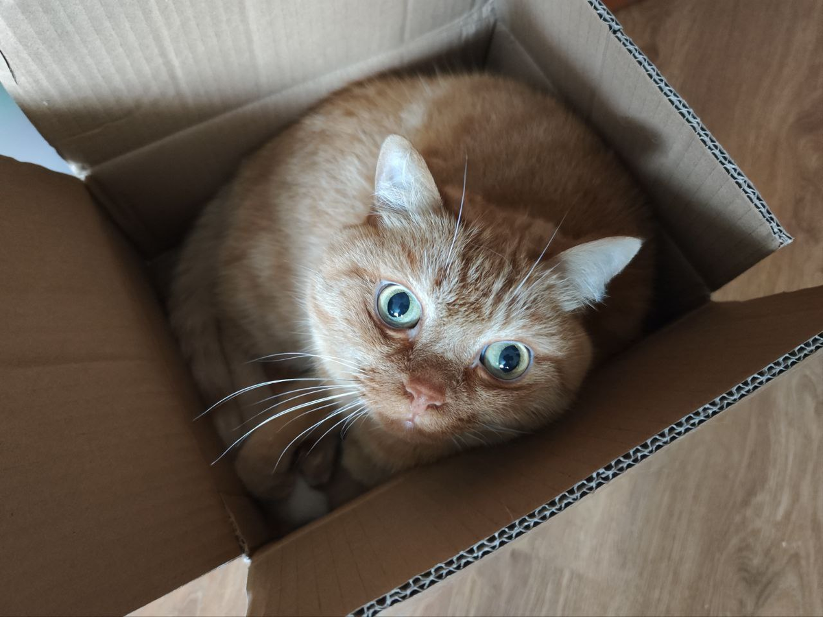 Наш кот Филя — любитель коробок!