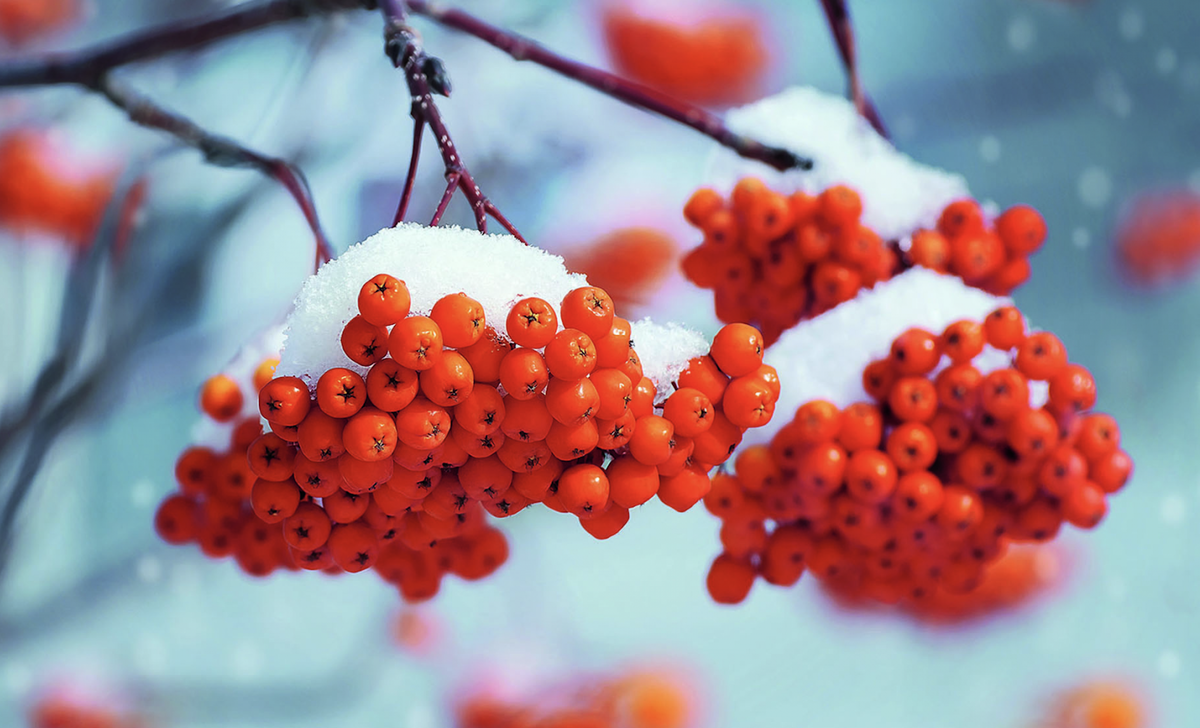 Автор: Ikan_Leonid  | 