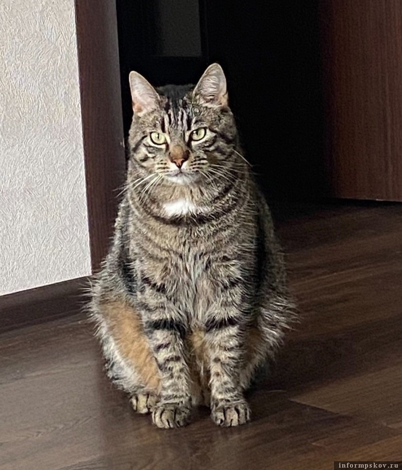 Кот Кеша дома после двухнедельной пропажи. Фото предоставила Наталья Хвалько