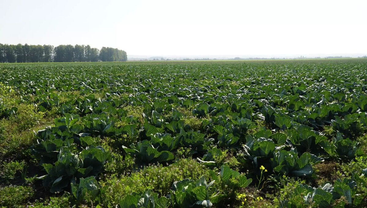     Источник: Пресс-служба главы и правительства УР