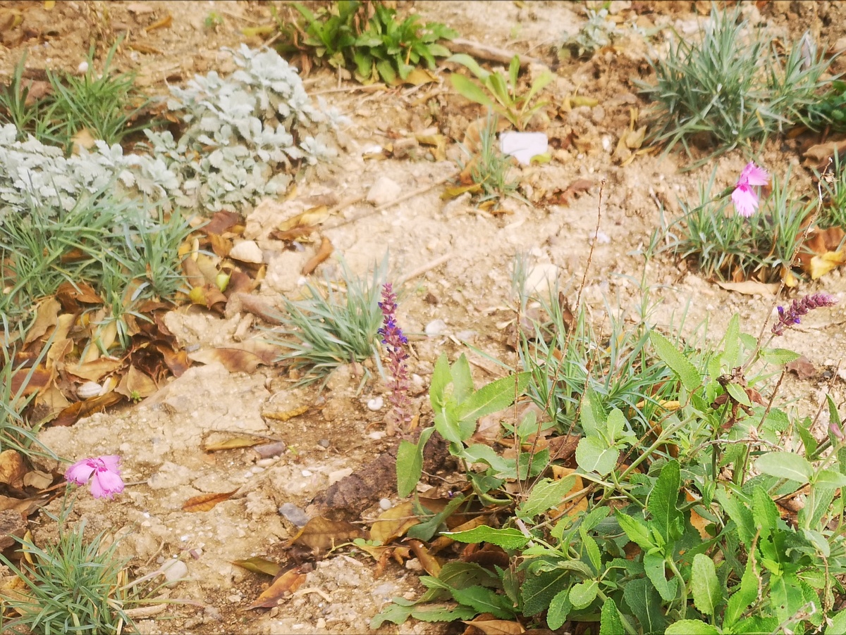 Гвоздика цветёт до сих пор