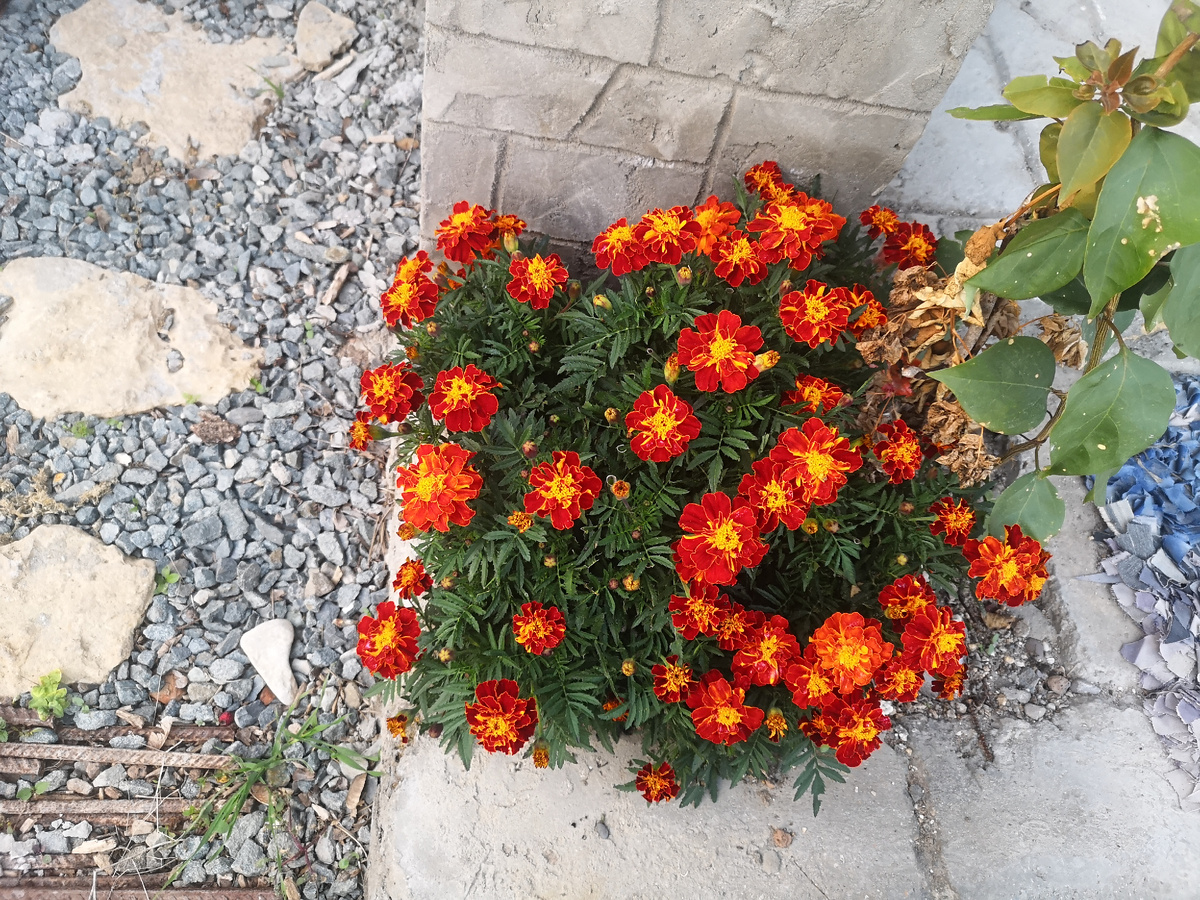 "Бархатец" со второго захода