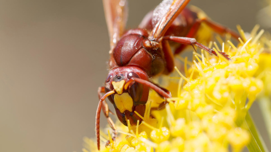    Ученые обнаружили насекомое с необычно высокой устойчивостью к алкоголю Ирина Петрова