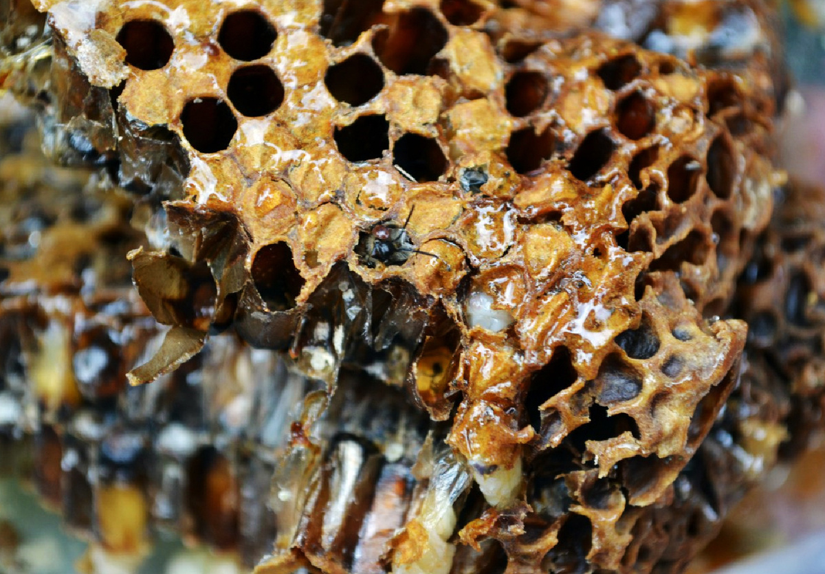 Пчёлы. Фото: Алия Нафикова, участница фотоконкурса РГО "Самая красивая страна"