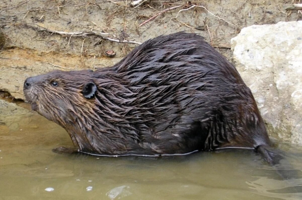    В Оренбуржье браконьер отстрелил косуль и бобра почти на миллион