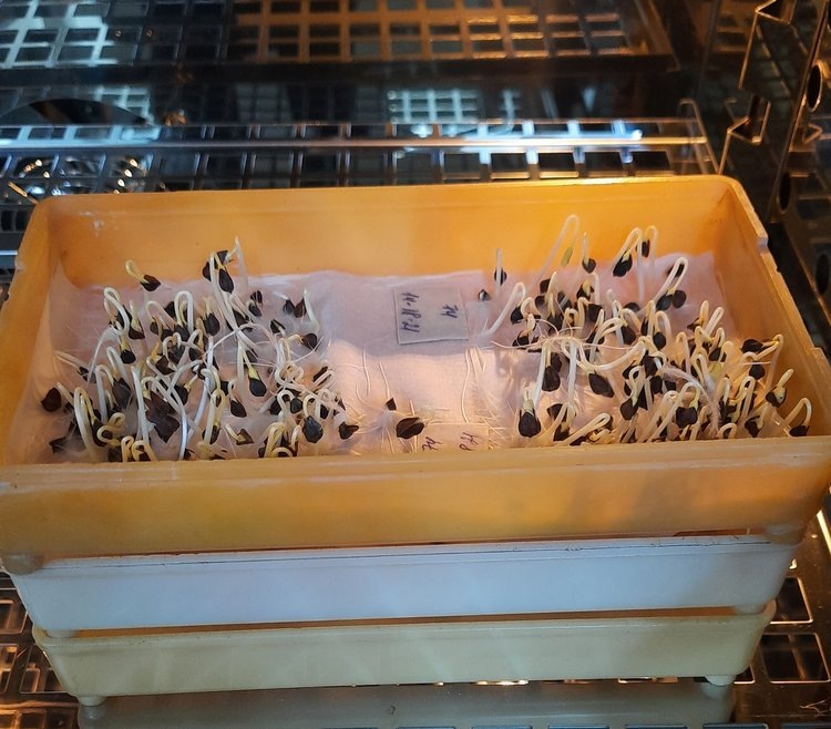    С каждым годом зарубежный спрос на семена из Башкортостана растет