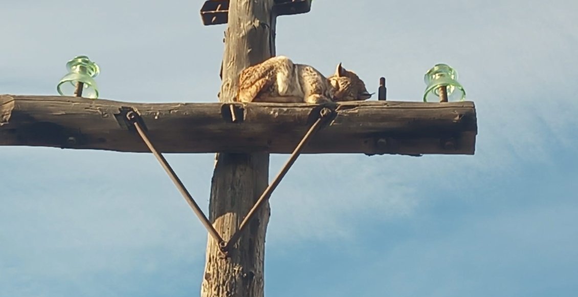    Фото: Минприроды Хакасии