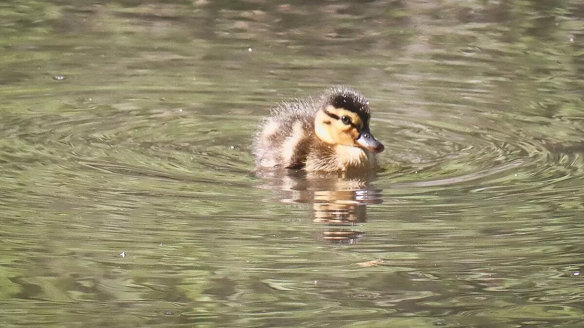     Источник: 1MI