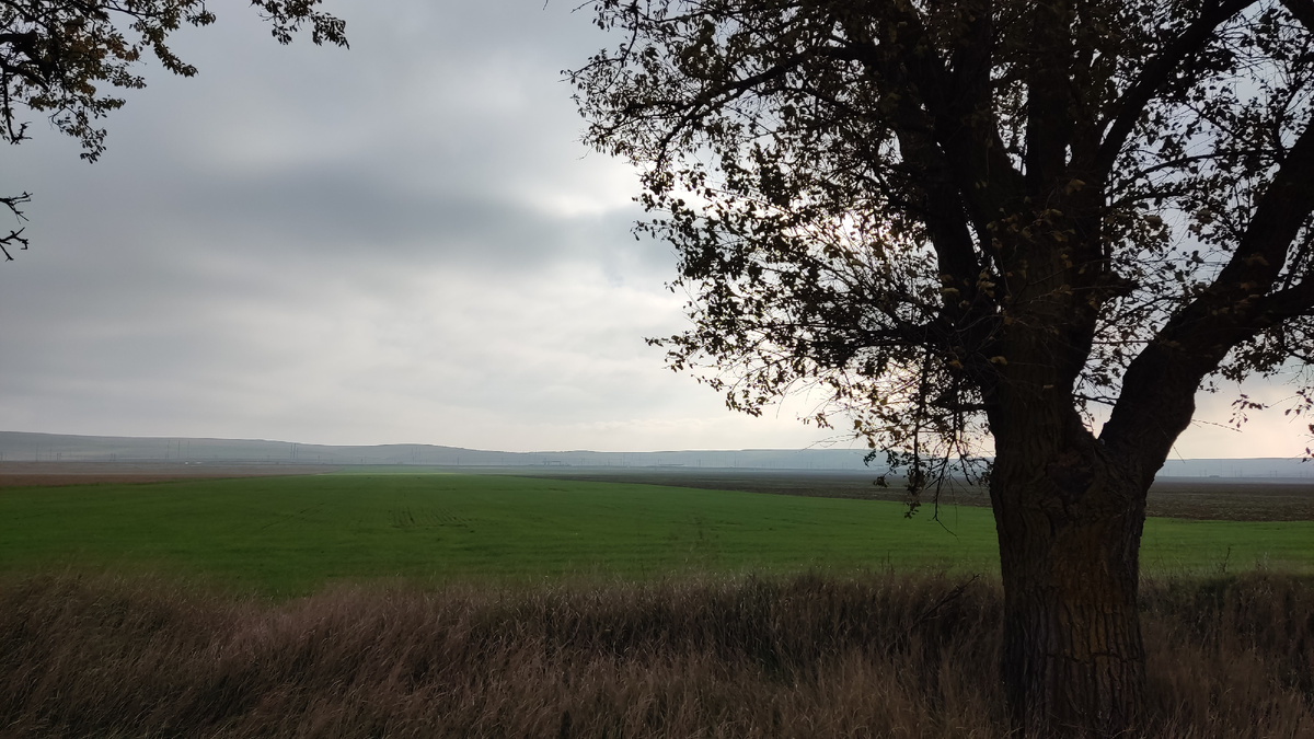 Пришла холодная ноябрьская осень. Солнечную погоду сменили на пасмурную, ветренную, туманную и сырую