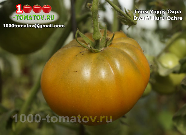 Томат Гном Улуру Охра Dwarf Uluru Ochre 1