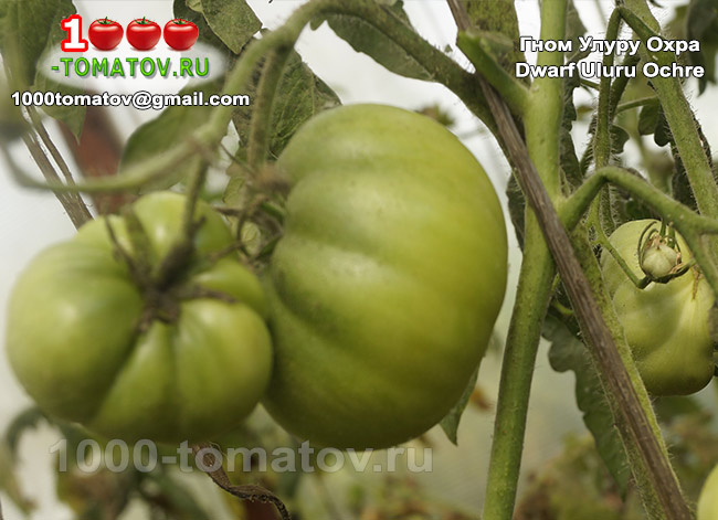 Томат Гном Улуру Охра Dwarf Uluru Ochre 2