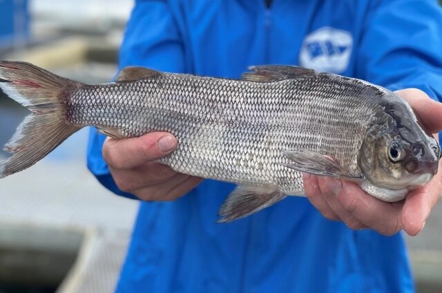   Фото: Пресс-служба ВНИРО/ Александра Шувалова