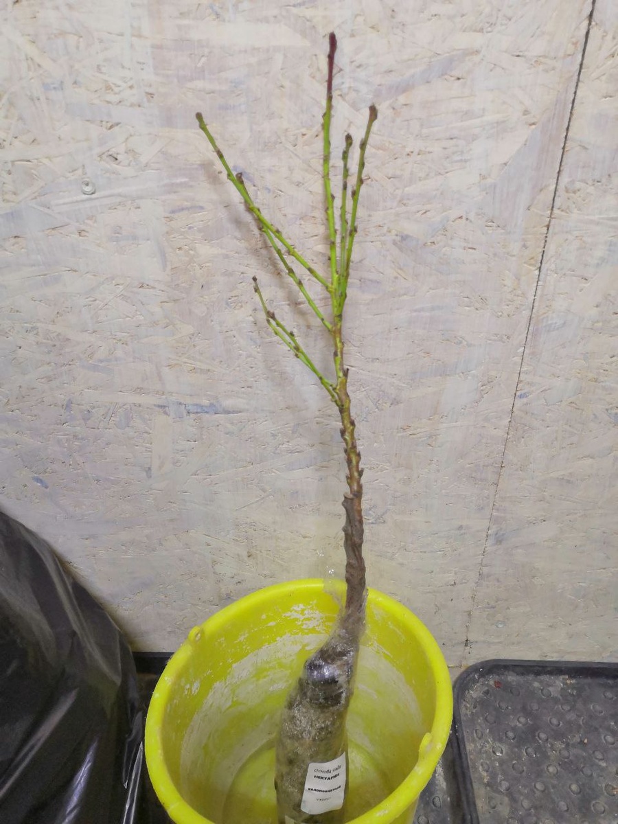 Сверху еще была картонная коробка