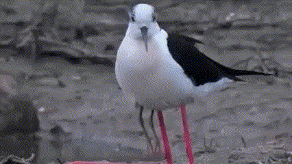 А Вы увидели птенца? 