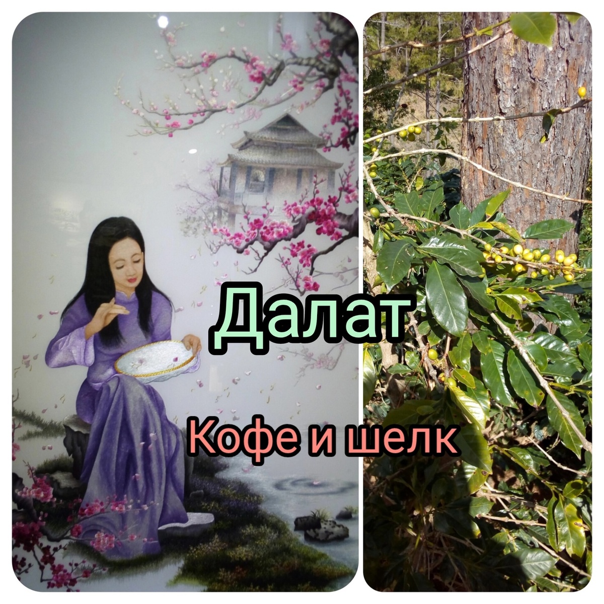 Кофе. Сосны. Шелк. Это Далат.
