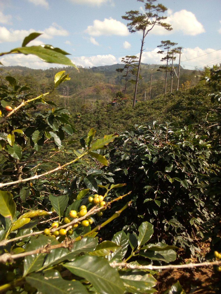 Кофе и сосны растут рядом в горах Вьетнама