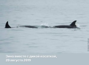    Фото: Григорий Цидулко / общественная коалиция «Свободу косаткам и белухам»