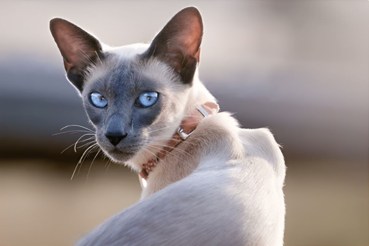 Сиамский кот