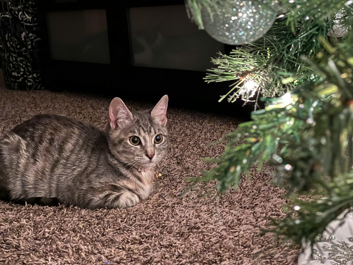 Выбирайте полнорационные корма, чтобы питомец получал все необходимые вещества без дополнительного прикорма