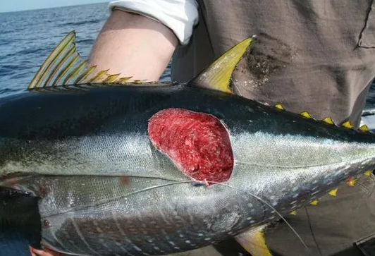 доказательства того, что хищник откусывает у других плоть: