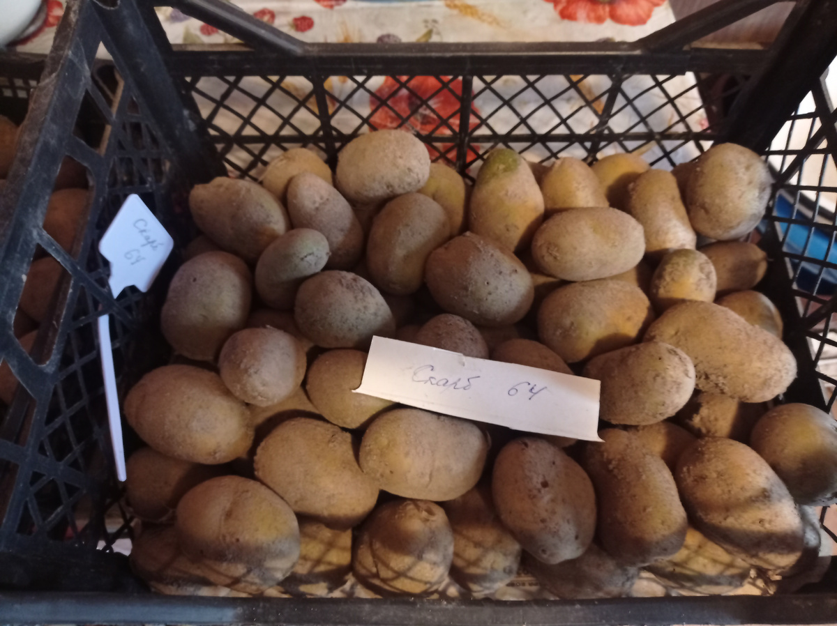 А это семена картофеля, в кессоне они хранятся в ящиках 