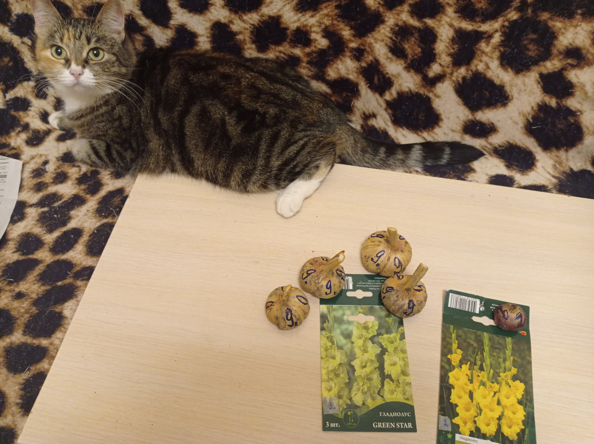 Луковицы гладиолусов приведены в порядок, на них написала маркером номера, чтобы не перепутать сорта. Моя Тосенька очень внимательно отслеживала работу.