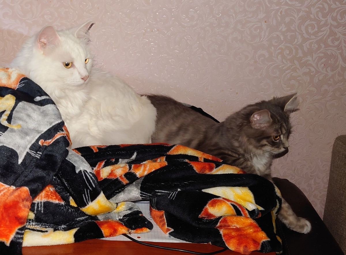 Лукум и Геракл.