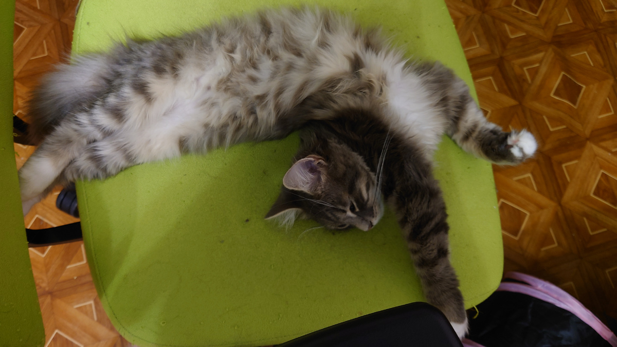 Кот Геракл.