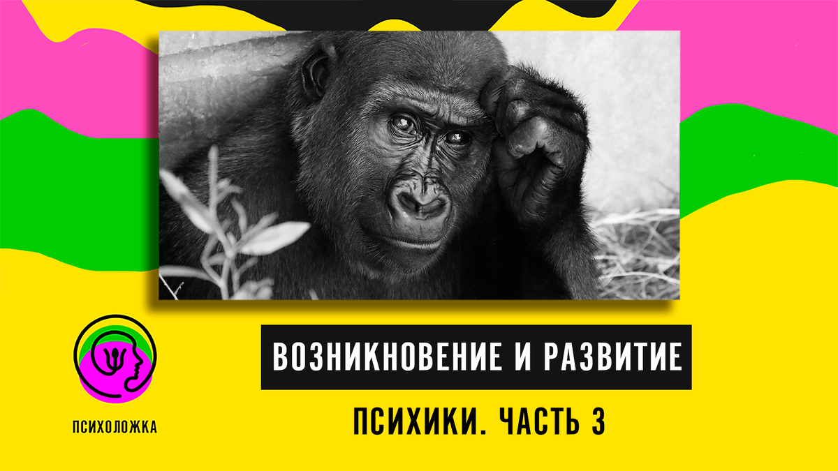 Дизайн: Иван Чернецкий