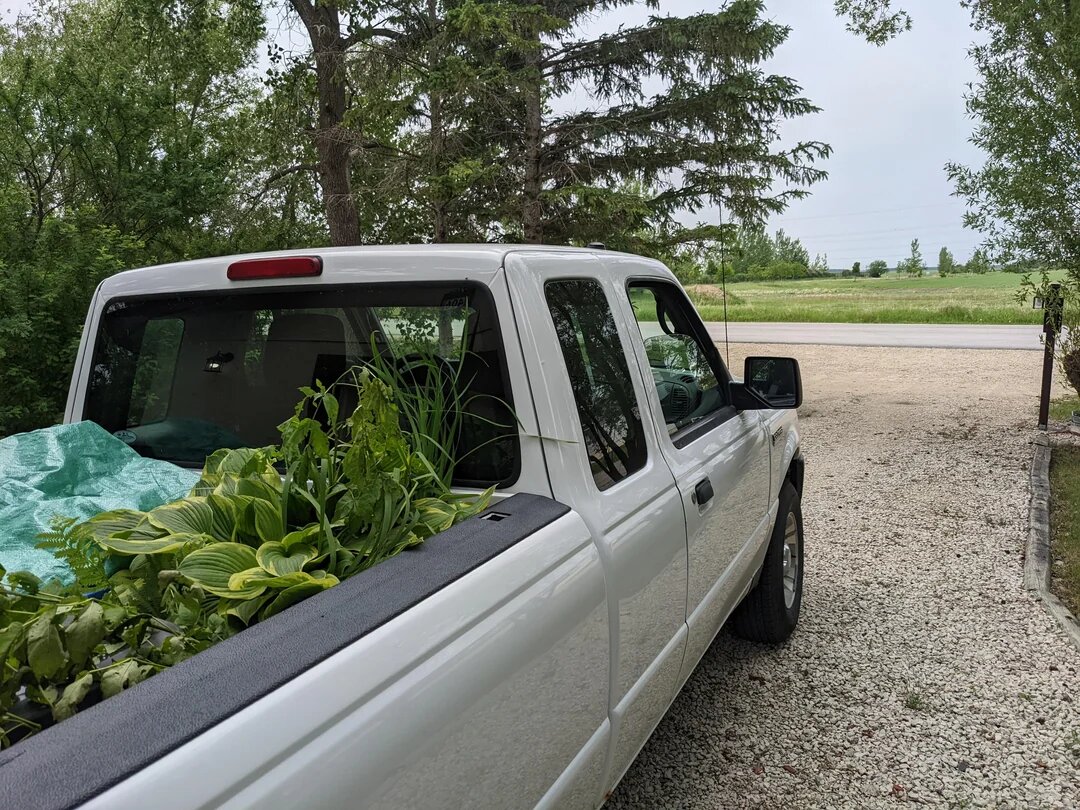 Растения из сада