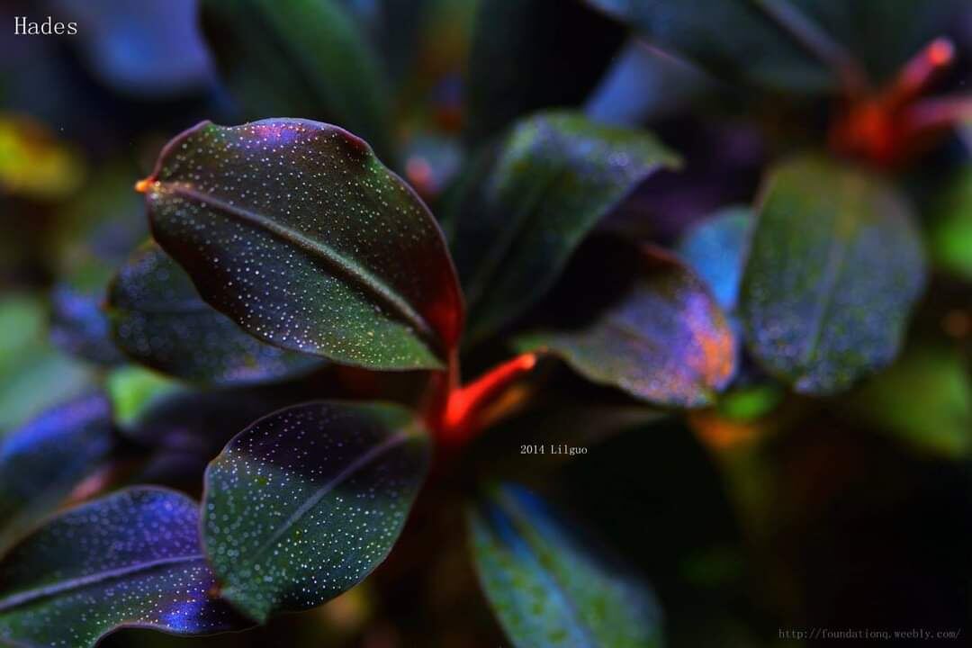 Bucephalandra sp. Hades водная форма  