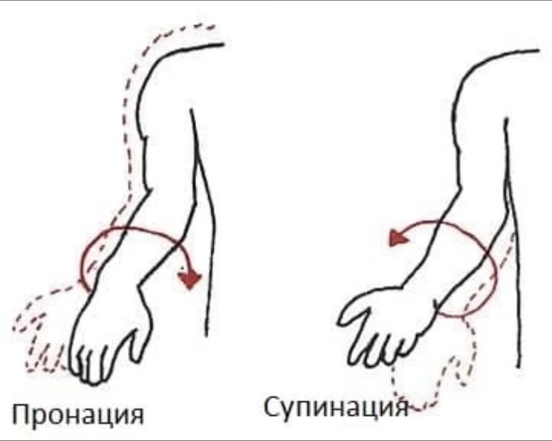 Пронация и супинация кисти руки