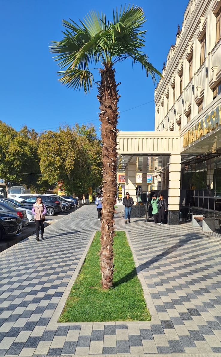 Пальму вот в Самарканде нашли. Почти, как в тропических сериалах😂