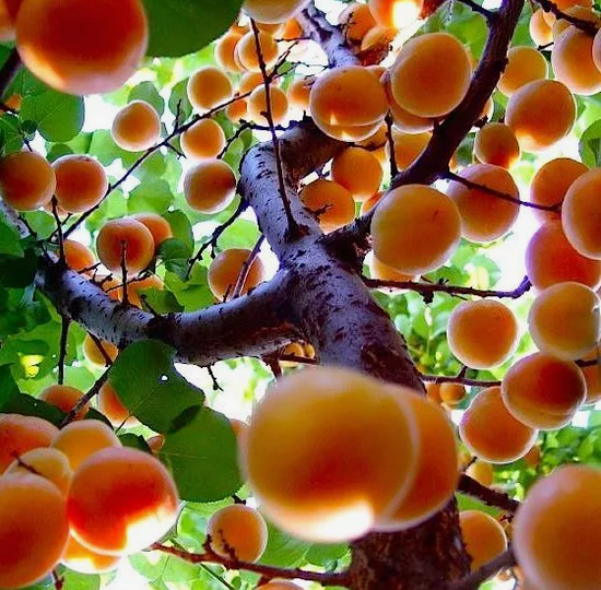 Применяю мочевину и еще купорос в саду и на огороде осенью 7 лет. Разбор главных ошибок. Как защитить плодовые деревья...