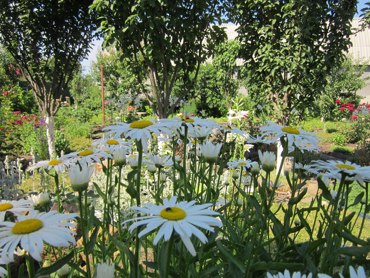 Собственное фото автора. В цветнике моём ромашки... Фото для эстетического наслаждения моему Читателю.