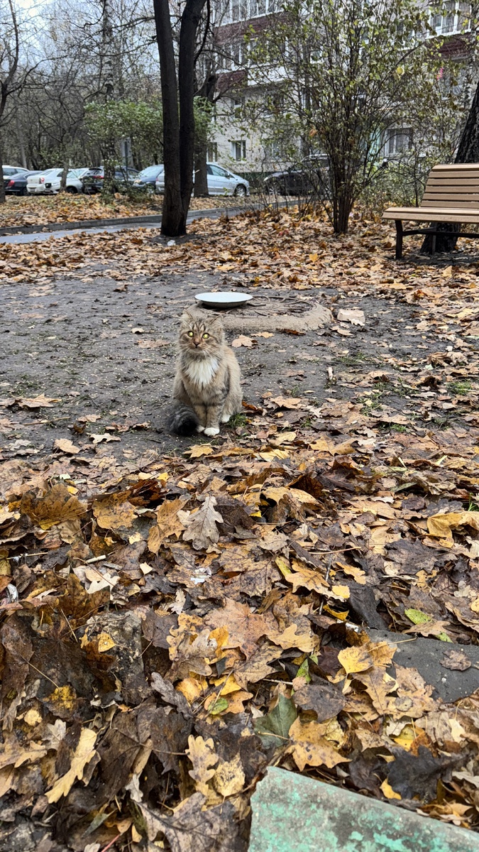 Просто кошка. 