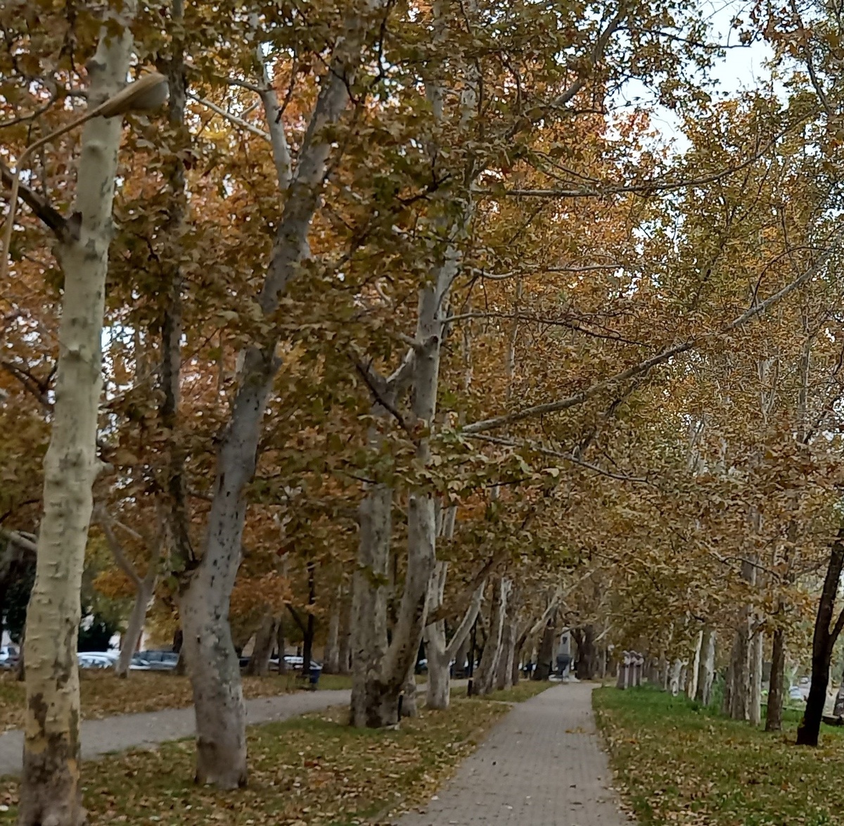 Платановая аллея