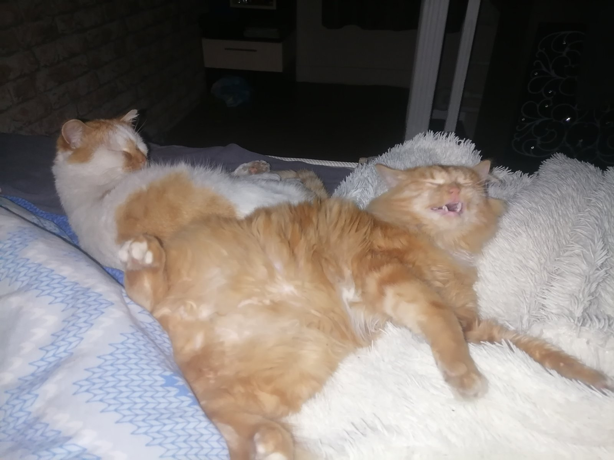 Куся и Жора