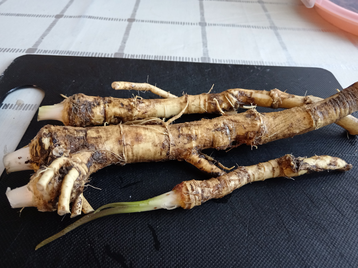 Вот он, красавец! 