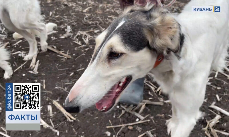    Видео канала «Кубань 24»