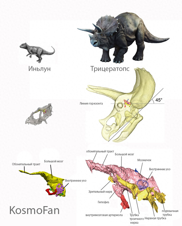 Сравнение размеров тела и полости мозга раннего цератозавра (Иньлун, слева) и позднего цератозавра (трицератопс, справа)