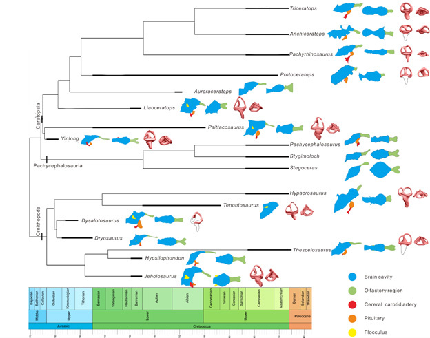 Эволюция черепа и внутренних ушей динозавров-цератозавров.
