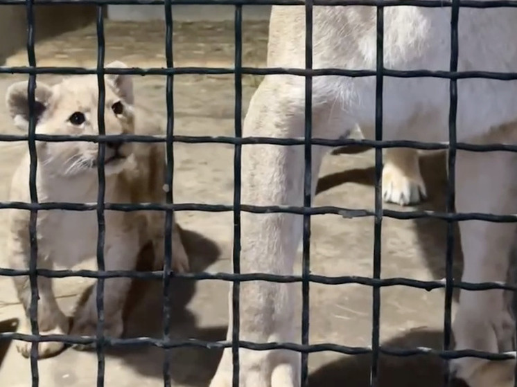     Фото: скрин видео калужского экопарка "Биосфера"